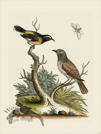 Edwards 122 Creeper n Sparrow